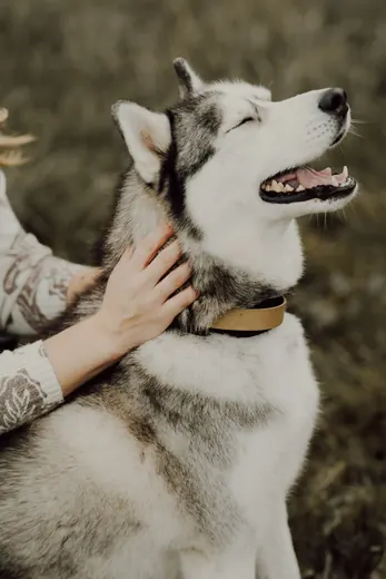 Massage d'un chien