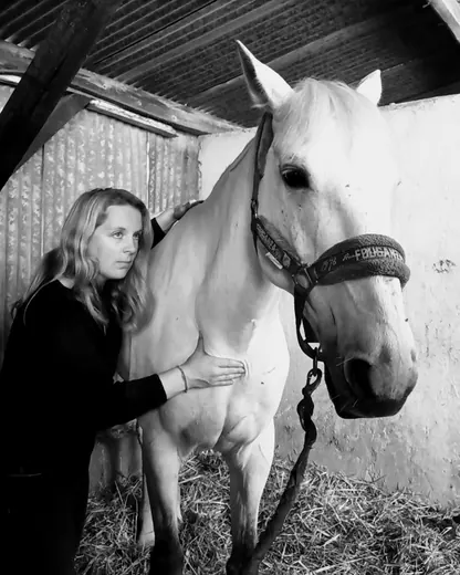 Massage d'un cheval